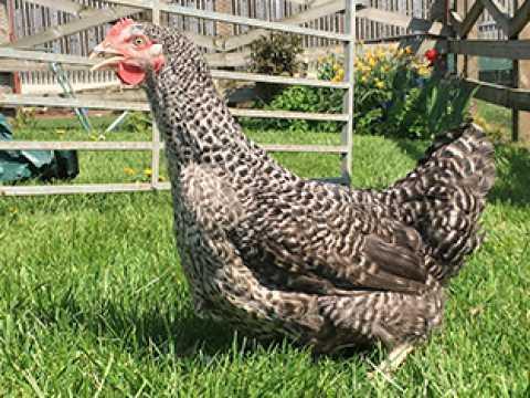Image 2 of POL......Chickens for sale...available now..Vaccinated.....
