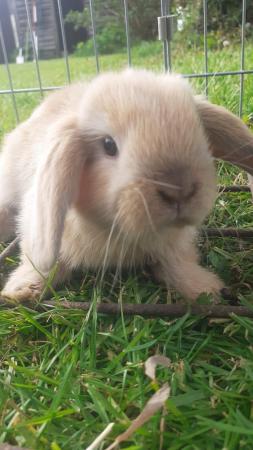 Image 6 of Beautiful, Well handled, Baby Mini Lop Rabbits