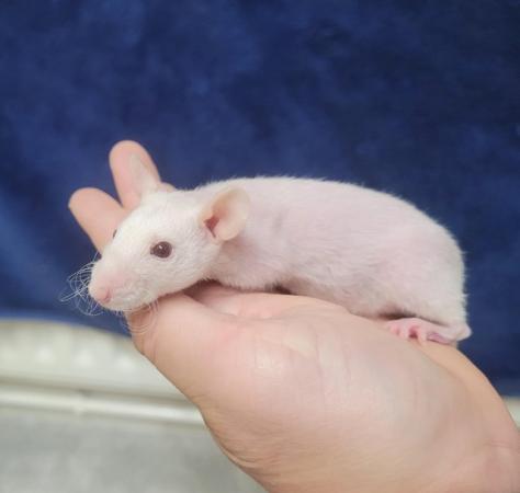 Image 7 of Baby straight hair and double rex male siamese rats