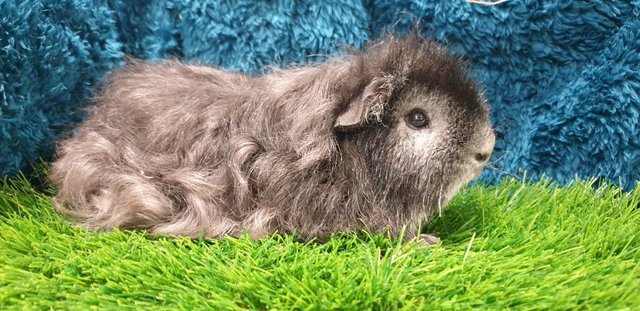 Image 10 of Selection of lovely Male (Boars) Guinea Pigs for Sale