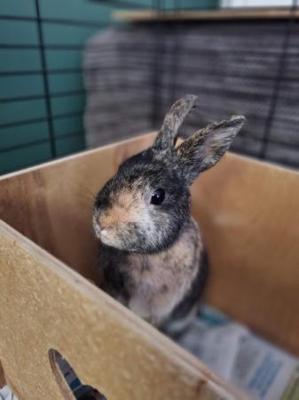 Image 1 of Experienced, Loving Bunny Forever Home Wanted