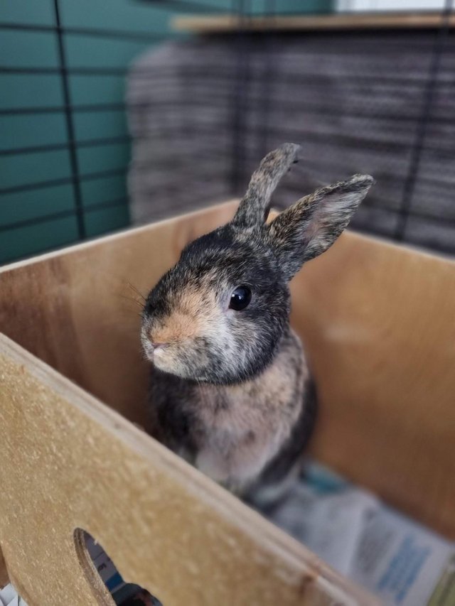 Preview of the first image of Experienced, Loving Bunny Forever Home Wanted.