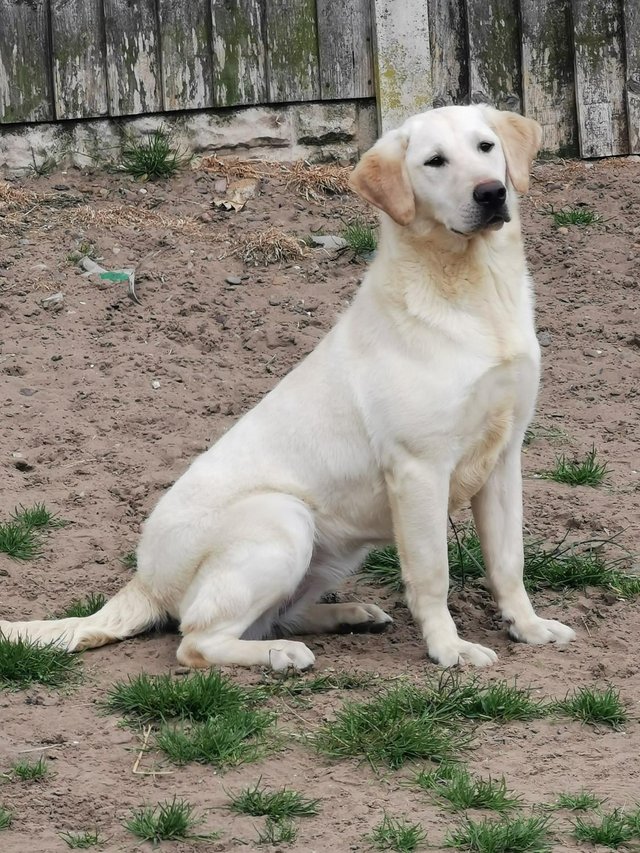 Preview of the first image of Labrador bitch, KC Reg, 9 months, FTCH Sire..