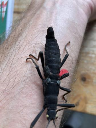 Image 2 of Peruvian stick insects for sale