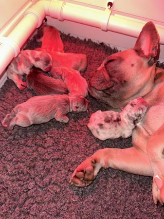 Image 4 of French bulldog Puppys quality litter PP avail