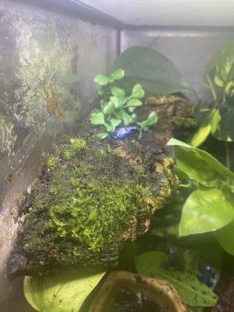 Image 4 of Dart frogs (blue azureus)