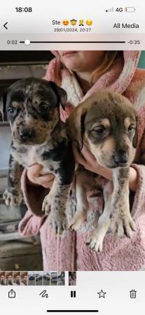 Image 5 of 11 week old Serbien mastiff puppies