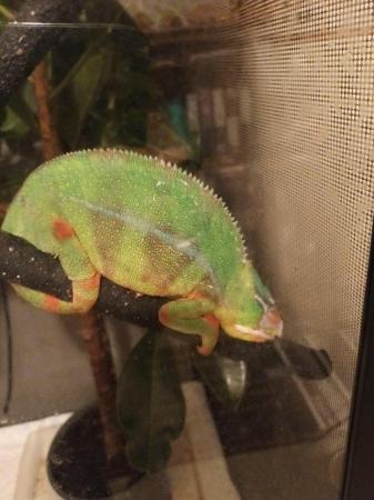 Image 1 of male panther chameleion