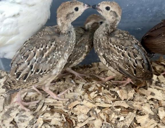 Image 1 of French Partridge Chicks - Five Week old