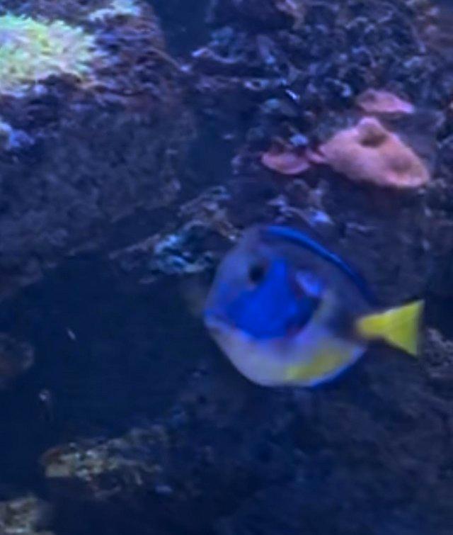 Preview of the first image of Regal Tang Yellow Belly Medium Size 2 Years Old.