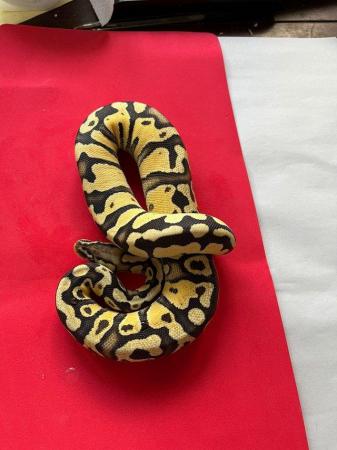 Image 2 of Various royal/ball pythons for sale