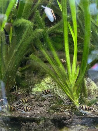 Image 2 of Assassin tropical snails
