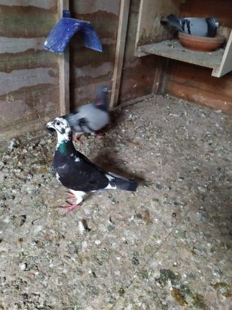 Image 1 of Quality Racing Pigeon For Sale