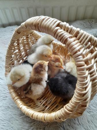 Image 2 of Day old Pekin Bantam chicks