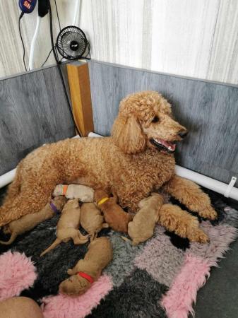 Image 1 of Standard poodle puppies