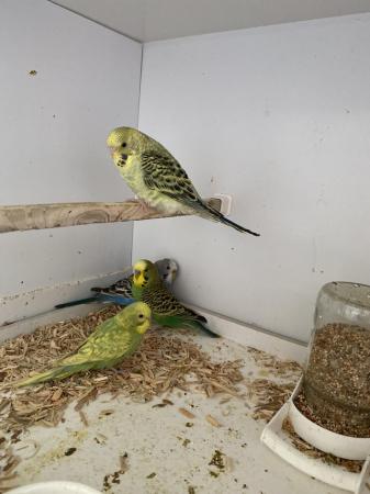 Image 5 of Budgies available now in Brightlingsea