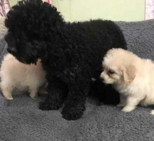 Image 14 of poodle x papillon puppies