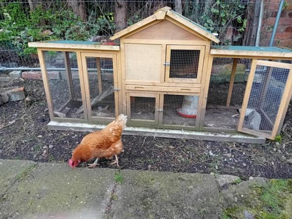 Image 6 of Hen for sale , a few years old don't know specific age