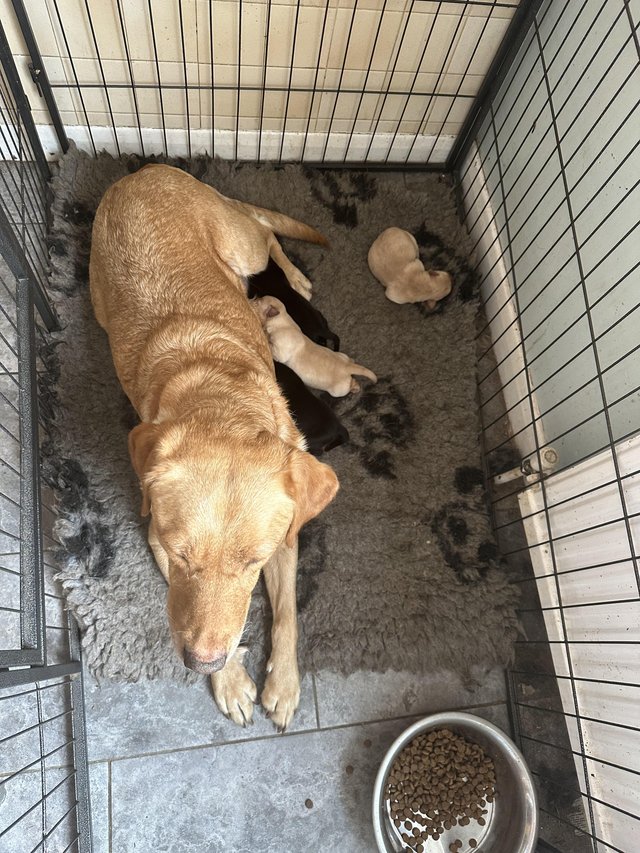Preview of the first image of Last pup ready today Labrador.