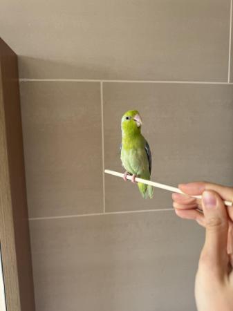 Image 1 of Beautiful male Parrotlet for sale in London
