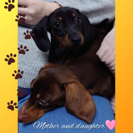 Miniature dachshund girl for sale in Bolton, Greater Manchester - Image 3