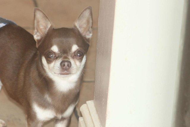 Image 3 of *AT STUD* kc registered chihuahua chocolate smoothcoat male