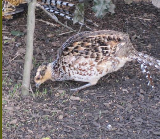 Image 1 of Reeves hen pheasant for sale