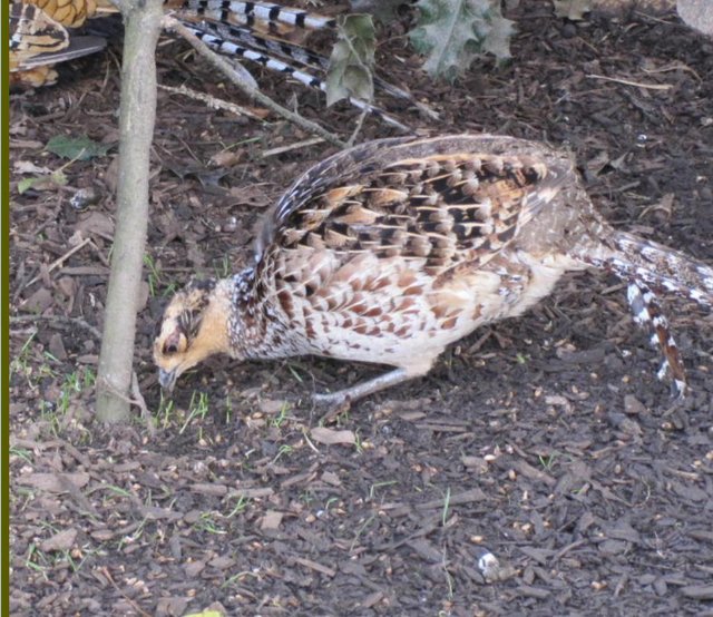 Preview of the first image of Reeves hen pheasant for sale.