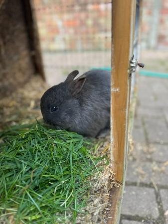 Image 4 of Friendly Male Grey Pure Netherland Dwarf Rabbit