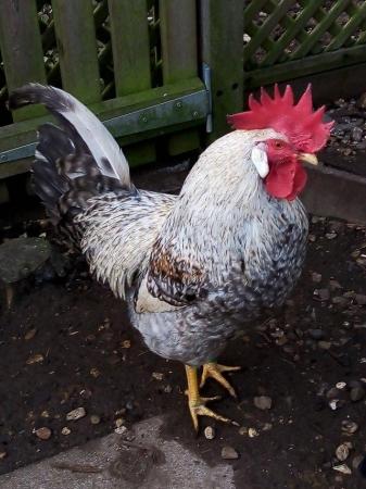 Image 2 of Cream Legbar young Cock Top Quality Chickens