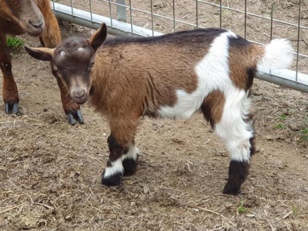 Image 4 of Last 2 Pygmy Goat female nanny kids for sale