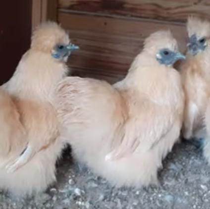 Image 3 of Very rare Citron Silkie hatching eggs & chicks available
