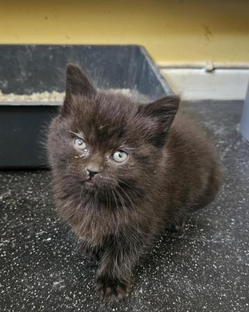 Image 6 of Beautiful black fluffy part maincoon kittens