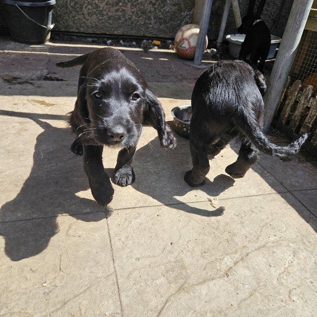 Preview of the first image of *READY FOR NEW HOMES NOW* cocker spaniel pups.