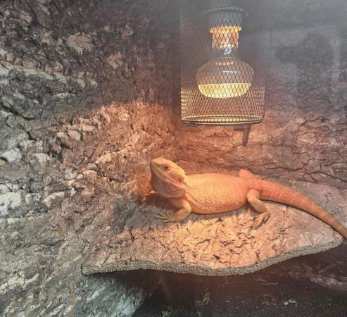 Image 3 of 1 year old Red bearded dragon with full enclosure