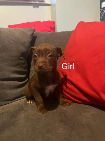 Image 5 of Cross breed puppies for sale
