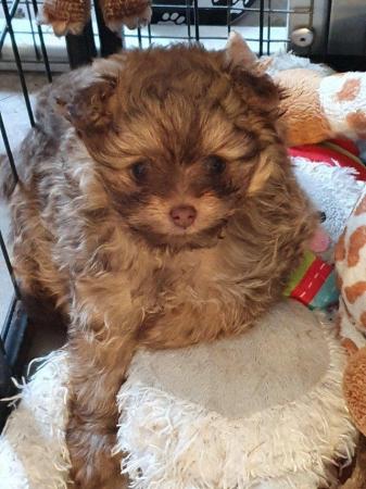 Image 9 of kc reg tiny chocolate toy poodle for stud only
