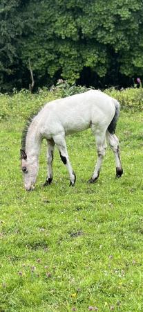 Image 6 of Spanish Spotted Saddle Horse 2024 foal