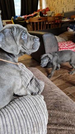 Image 4 of STUNNING ICCF REGISTERED CANE CORSO  LAST BOY AVAILABLE  NOW
