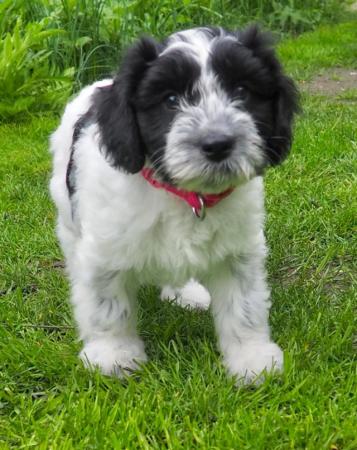Image 7 of Clementine the Schapendoes puppy, aka Dutch Sheepdog
