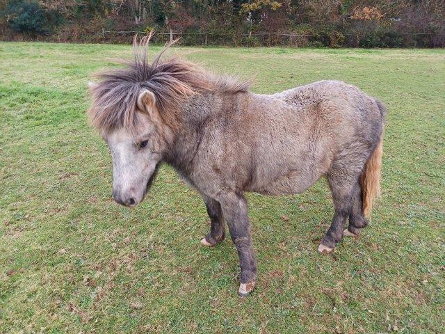 Preview of the first image of Standard Shetland registered 2yr old grey gelding.