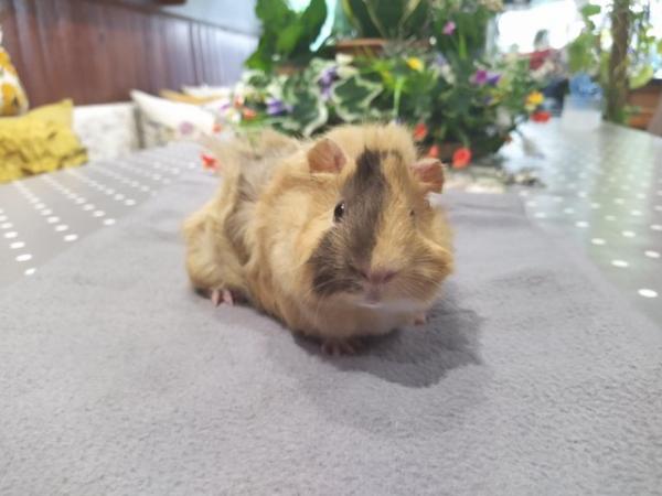 Image 6 of Rare male baby sheba guinea pig long haired