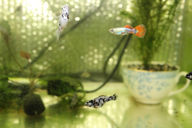 Preview of the first image of Tropical Fish Male & Female Guppies and Mollies £1 Each.