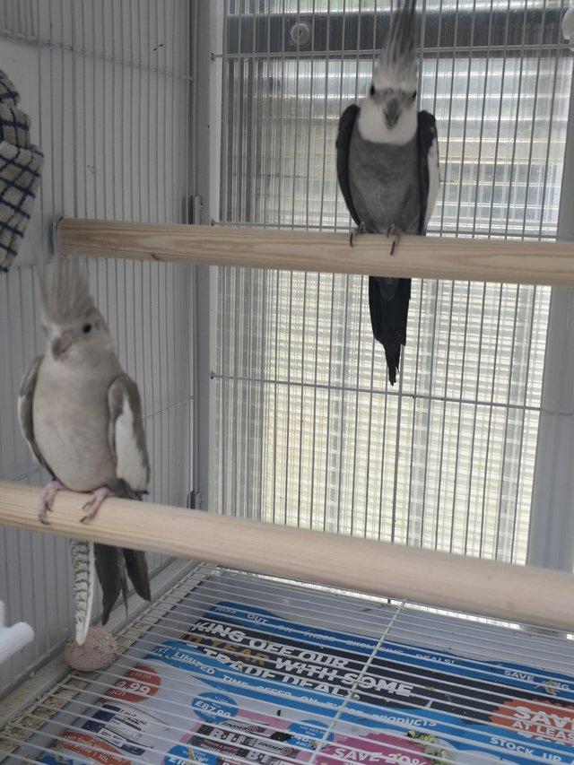 Cockatiel birds for sale