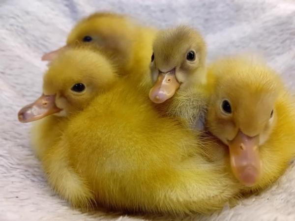 Image 5 of Ducklings & HATCHING EGGS of Indian Runner Ducks for Sale