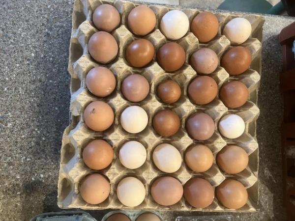 Image 1 of Rhode Island Red Fertilised eggs