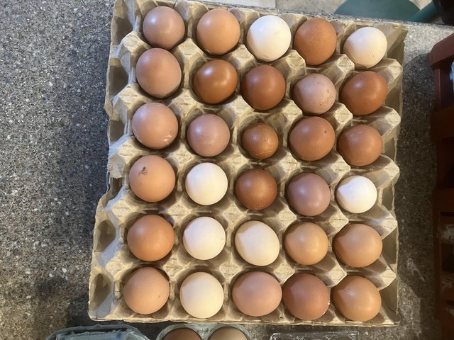 Preview of the first image of Rhode Island Red Fertilised eggs.