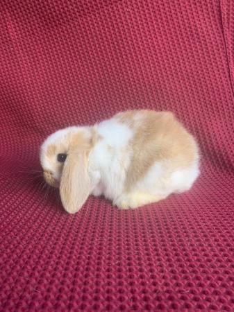 Image 5 of 4 X Mini Lop Does (Female)