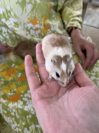 Image 12 of Male Gerbils *Available*