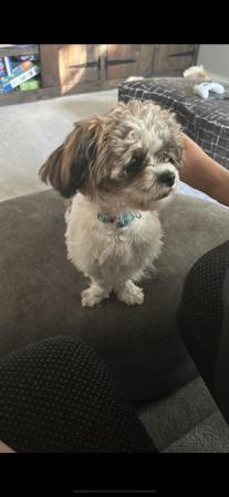 Image 2 of 1 year old Shih Tzu looking for forever home